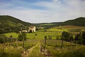 Images Dated 19th May 2010: Europe; Italy; Tuscany; Vineyards leading to Sant Antimo Abbey With Fresh Green