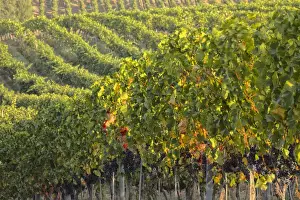 Full Prints: Europe; Italy; Tuscany; Vineyards in the Rolling Hills of Tuscany