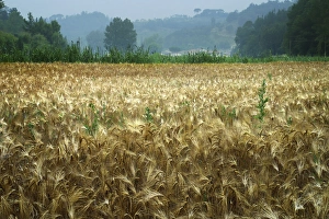 Images Dated 2nd September 2015: Europe Italy Tuscany Wheatfield 2