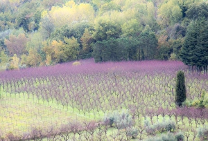 Province Of Siena Prints: Europe, Italy, Tuscany. Young grape vines in a field