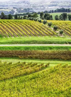 Images Dated 4th November 2013: Europe; Italy; Tuscsany; Autumn Vineyards in Southern Tuscany