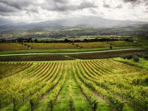 Full Prints: Europe; Italy; Tuscsany; Autumn Vineyards in Southern Tuscany