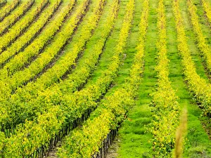 Images Dated 4th November 2013: Europe; Italy; Tuscsany; Autumn Vineyards in Southern Tuscany