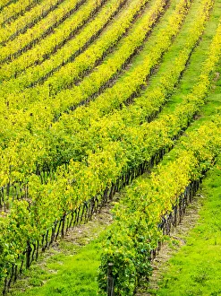 Full Prints: Europe; Italy; Tuscsany; Autumn Vineyards in Southern Tuscany