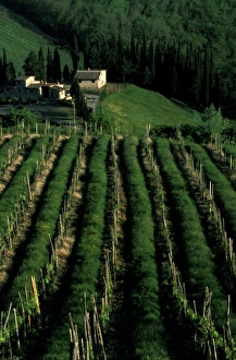 Umbria Prints: Europe, Italy, Umbra. Scenic wine vineyard rows