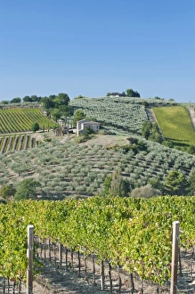 Images Dated 3rd October 2011: Europe, Italy, Umbria, near Montefalco, Vineyards & Olive Goves