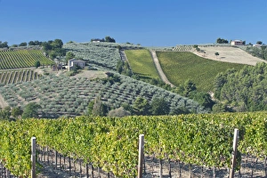 Umbria Prints: Europe, Italy, Umbria, near Montefalco, Vineyards & Olive Goves