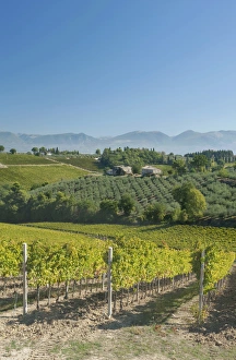 Images Dated 3rd October 2011: Europe, Italy, Umbria, near Montefalco, Vineyards & Olive Goves