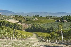 Europe, Italy, Umbria, near Montefalco, Vineyards & Olive Goves