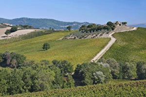 Images Dated 4th October 2011: Europe, Italy, Umbria, near Montefalco, Vineyard and Olive Grove