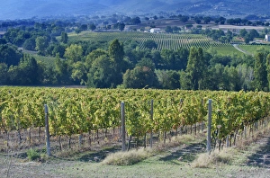 Images Dated 6th October 2011: Europe, Italy, Umbria, near Montefalco, Vineyard