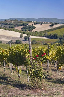 Images Dated 4th October 2011: Europe, Italy, Umbria, near Montefalco, Vineyard