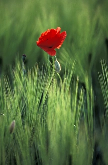 S Eed Prints: Europe, Italy, Umbria, Perugia. Poppy flower