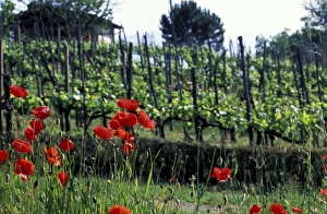 Roll Prints: Europe, Italy, Umbria, Perugia. Poppy flowers