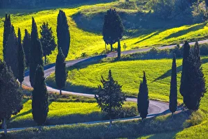 Winding Prints: Europe, Italy, Val d Orcia. Cypress trees line winding road