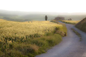 Farmhouse Prints: Europe, Italy, Val d Orcia. Road to farmhouse