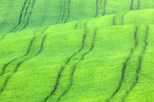 Wheat Prints: Europe, Italy, Val d Orcia. Rolling green wheat fields