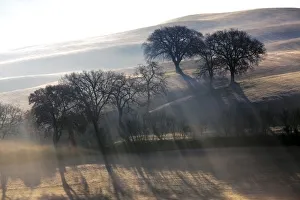 Images Dated 12th January 2011: Europe, Italy, Val d Orcia. Trees in mist at sunrise