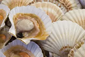 Images Dated 12th February 2009: Europe, Italy, Venice. Display of fresh scallops in their shell