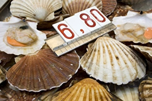 Seafood Prints: Europe, Italy, Venice. Fresh scallops for sale in the market. Credit as: Wendy Kaveney