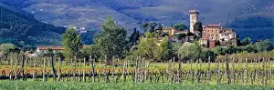 Europe, Italy, Vicopisano. A small vineyard grows below the Tuscan village of Vicopisano