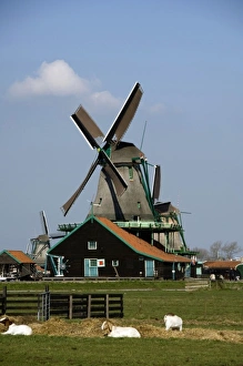 Europe, The Netherlands (aka Holland), Zaandam. Zaanse Schans, historic open air