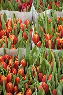 Images Dated 7th April 2008: Europe, The Netherlands (aka Holland), Amsterdam. Bloemenmark (aka floating flower market)