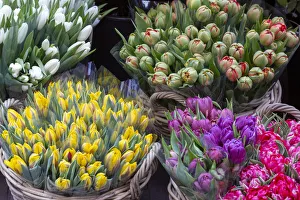 Europe, Netherlands, Amsterdam. Tulip bouquets on display by vendor