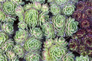 Amsterdam Prints: Europe, Netherlands, Amsterdam. Close-up of succulents. Credit as