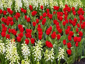 Netherlands, Holland Prints: Europe; Netherlands; Flower Displays at keukenhof gardens