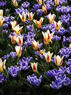 Europe; Netherlands; Flower Displays at keukenhof gardens
