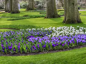 Europe; Netherlands; Flower Displays at keukenhof gardens