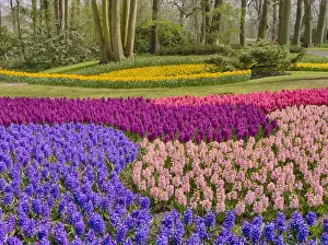 Netherlands, Holland Prints: Europe; Netherlands; Flower Displays at keukenhof gardens
