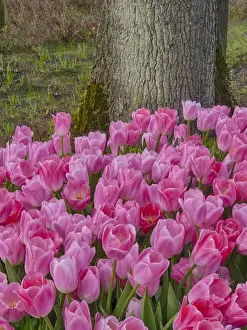 Netherlands, Holland Prints: Europe; Netherlands; Flower Displays at keukenhof gardens