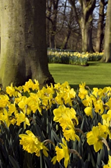 Europe, Netherlands, Holland