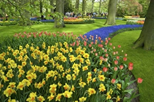Images Dated 25th April 2004: Europe, Netherlands, Holland