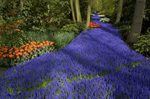 Images Dated 25th April 2004: Europe, Netherlands, Holland, Lisse, Keukenhof Gardens in spring, a carpet of purple
