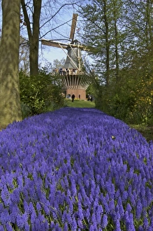 Images Dated 25th April 2004: Europe, Netherlands, Holland, Lisse, Keukenhof Gardens in spring, a carpet of purple