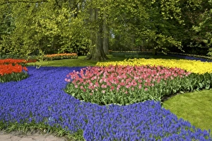 Images Dated 25th April 2004: Europe, Netherlands, Holland, Lisse, Keukenhof Gardens in spring