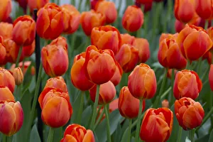 Netherlands Prints: Europe, Netherlands, Holland. Orange tulips at Keukenhof Gardens