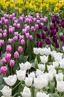 Netherlands Prints: Europe, Netherlands, Holland. Tulip display at Keukenhof Gardens