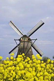 Images Dated 22nd April 2008: Europe, Netherlands, Kinderdijk. Windmill framed by yellow flowers
