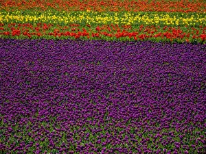 Netherlands, Holland Prints: Europe; Netherlands; Kop van Noord-Holland; Tulip Flower Fields with multi colors in Holland