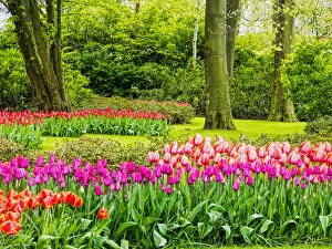 Netherlands, Holland Gallery: Europe; Netherlands; Lisse; Keukenhof Gardens; Keukenhof Gardens with Tulip Blooms Surounded