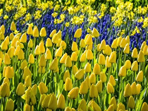 Netherlands, Holland Gallery: Europe; Netherlands; Lisse; Keukenhof Gardens; Keukenhof Gardens with Tulip Blooms