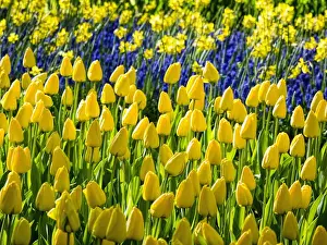 Netherlands, Holland Prints: Europe; Netherlands; Lisse; Keukenhof Gardens; Keukenhof Gardens with Tulip Blooms