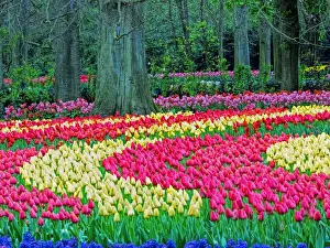 Netherlands, Holland Prints: Europe; Netherlands; Lisse; Keukenhof Gardens; Keukenhof Gardens with Tulip Blooms Surounded