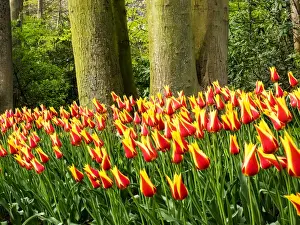 Horticulture Prints: Europe; Netherlands; Lisse; Keukenhof Gardens; Keukenhof Gardens with Tulip Blooms Surounded