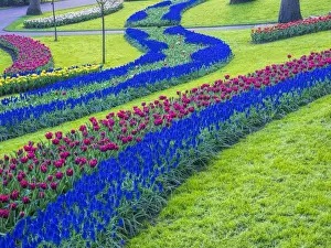 Netherlands, Holland Prints: Europe; Netherlands; Lisse; Keukenhof Gardens; Keukenhof Gardens with Tulip Blooms Surounded