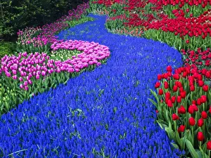 Netherlands, Holland Prints: Europe; Netherlands; Lisse; Keukenhof Gardens; Keukenhof Gardens with Tulip Blooms Surounded